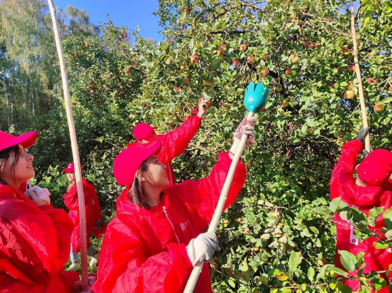 Коломенские яблоки станут гостинцем для ребят, оставшихся без попечения родителей