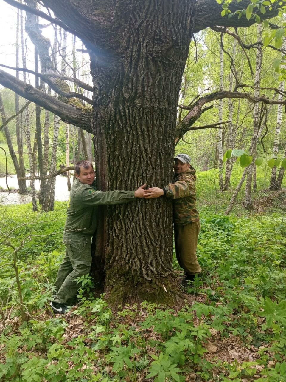 В коломенском лесу найден дуб-долгожитель