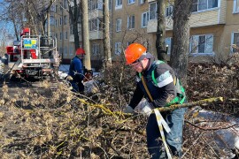 Сезон обрезки деревьев начался у рабочих Департамента городского хозяйства